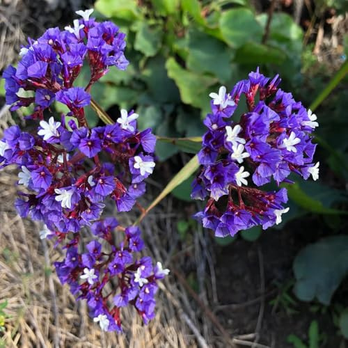 Semillas de lavanda marina, de exterior resistentes Limonio sinensis, semillas de silvestres 500pcs