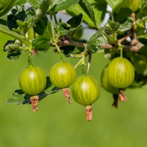 Tatjana Gooseberry - Hardy Shrub with Large Green Berries - Sweet-Tart Flavour - Ideal for Gardens - Plant in Pot (3 Litre Pot, 30-50cm)