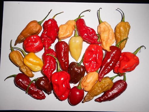 Chili Mix 100 graines