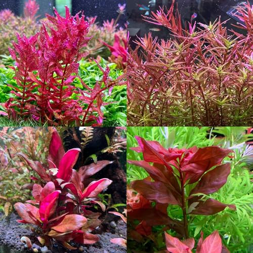 200 pcs wasserpflanzen samen（teichpflanzen） aquarium deko zimmerpflanzen winterharte pflanzen für garten balkonpflanzen winterhart pflanzen garten wasserpflanzen aquarium teichpflanzen