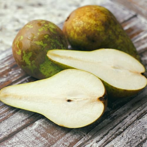 Pear Pyrus Conference Classic Dessert and Cooking Fruit Tree Long Bell Shaped Juicy Flavoured Late Season Crop Stores Well Hardy Garden Patio 2X 5 Litre Pots by Thompson and Morgan