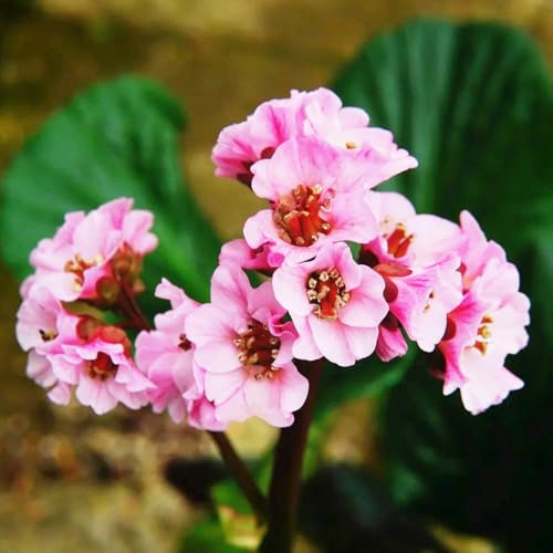 Semillas resistentes de Bergenia - decoración camas elevadas 100pcs