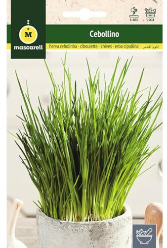 Mascarell Semillas, CEBOLLINO, Semillas de Hierbas Aromáticas para Plantar, Crea tu Propio Huerto en Casa. 2 Gramos