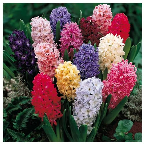 Giacinto bulbi,piante erbacee perenni, bulbi da fiore resistenti al freddo e alla siccità,giacinto d acqua pianta(senza semi,non artificiale e resistente al freddo)-2bulbi-C