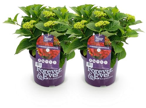 GreenboutiQ - Plante de terrasse - Hortensia - Hydrangea Forever & Ever - Rouge - 7-12 Fleurs - 2 Plantes - Pot 23cm Hauteur 55cm