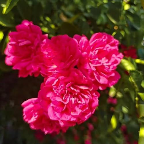 400 piezas rosas trepadoras semillas resistentes del jardin rosas, en el balcon Las jardín son resistentes exóticas