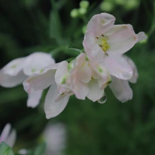 Semillas resistentes de la delphinium de perennes, decoración de otoño de delphinium para lugares soleados, para bancales 400pcs