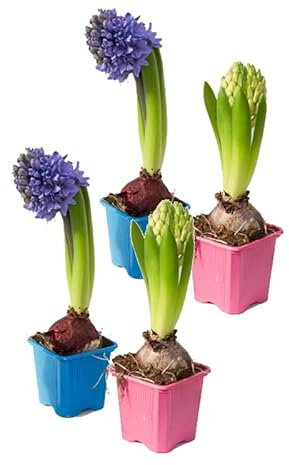 Bulbos de Jacinto Set de 4 Plantas Naturales Bulbos Exterior Hyacinthus