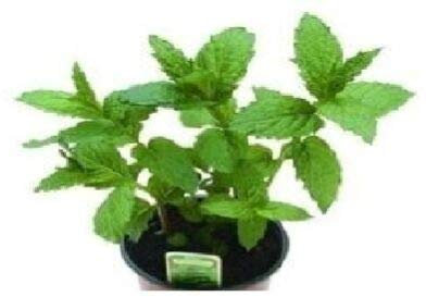 100 Seeds of Herb Peppermint Mentha Piperita