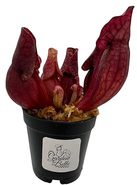 Sarracenia Purpurea Venosa Carnivorous Pitcher Plant in 2 Pot