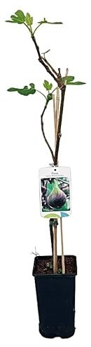 Planta Higuera Brevera Negra, 80-100 cm. Ficus carica. Produce higos tempranos, de piel oscura y pulpa roja, muy dulces. Segura Garden.