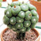 100 plantas suculentas semillas de cactus para casa, oficina, balcón, bonsái, decoración de 9 # semillas de plantas suculentas para mujeres, hombres, niños, principiantes, jardineros regalo