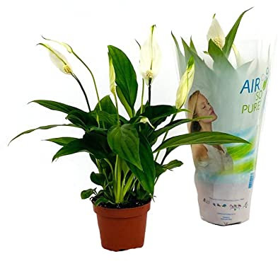 Spathiphyllum Pearl DECOALIVE Planta de Interior Natural para Decorar el Hogar Lirio de la Paz o Espatifilo