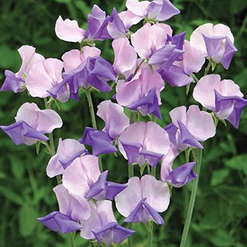 Saterkali Erbsensamen, 50 Stück/Beutel, Pflanzensamen, rustikal, schnell wachsende, mehrfarbige süße Erbsensamen für den Garten Schweißerbsensamen