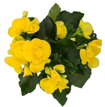 Begonia Elatior Natural Planta de Exterior para Crear un Rincón Primaveral en tu Patio