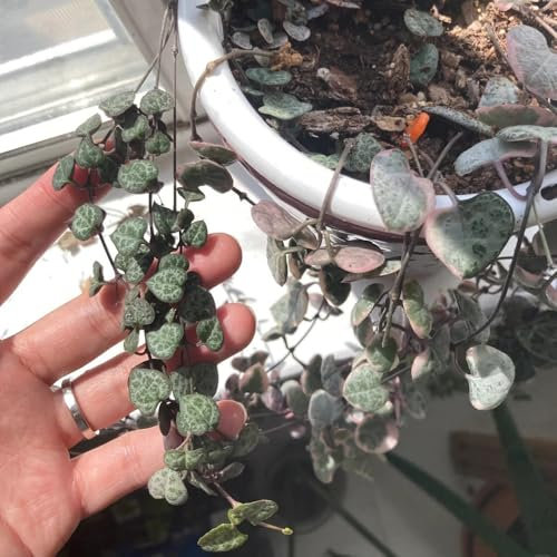 120 pcs Leuchterblume Pflanze Samen, winterharte pflanzen für garten Leuchterblume Samen, winterlinge gartenpflanzen winterhart mehrjährig bonsai samen, garten geschenk winterharte