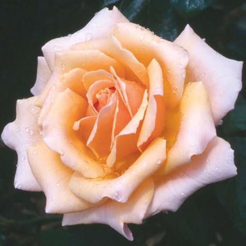 YouGarden Rose 'Fab at 50' â„¢, Birthday Present, 50th Gift, Presented in a 4 Litre Pot, Ready to Plant