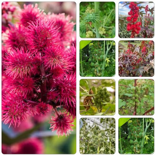 semi di ricino resistenti all'aria aperta ricino di interni esotici giardino medicinali trepadora giardino semi 100pcs
