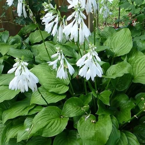 6 x Hosta 'Royal Standard' - Godet 9x9cm - Feuillage vert, floraison estivale, bordures