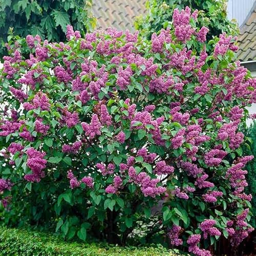 Brighter Blooms - Common Purple Lilac, 1 Gallon - No Shipping to AK, AZ, HI
