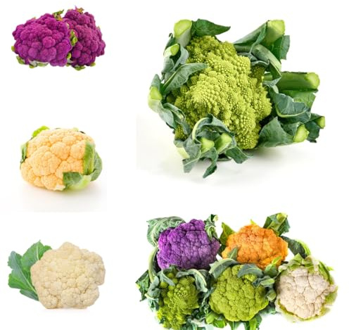 semillas de coliflor silvestre, orgánicas, exóticas, variedades antiguas. 350pcs