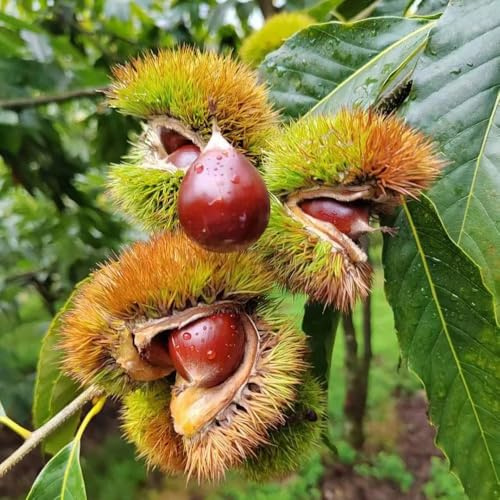 Comprar semillas de castaño, semillas de castaño - mini jardín, árbol bonsái real Semillas de castaño, Comprar árboles, bonsais de interior bonsais Las plantas de hoja perenne son 12pcs