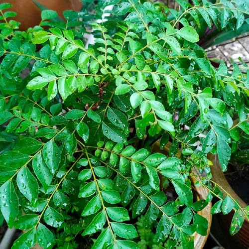 Semillas de de hojas curry, jardín hojas curry, variedades antiguas verdes semillas silvestres productos sostenibles 150pcs