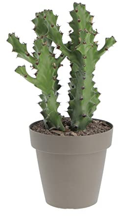 KENTIS - Euphorbia Mayurnathanii - Cactus Decorativi - Piante Grasse Vere - H 40-50 cm Vaso Ø 20 cm