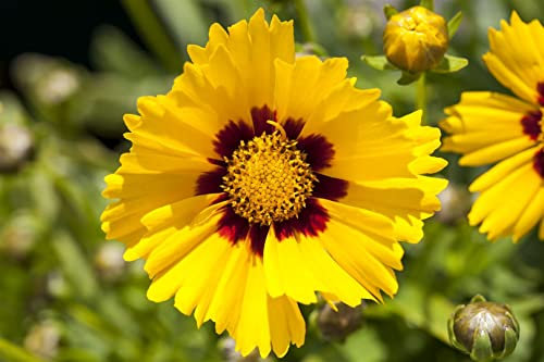 Coreopsis grandiflora 'Sonnenkind' 9x9 cm Topf – Winterhart, Mehrjährig, Pflegeleicht – Mädchenauge – Beetpflanze für Garten & Kübel