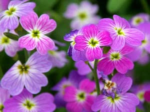 MAELSA® GRAINES EN SACHET POUR POTAGER ET JARDIN - FLEURS - SEMENCES DE FLEURS DIVERS VARIETES AU CHOIX (JULIENNE DE MAHON VARIE)