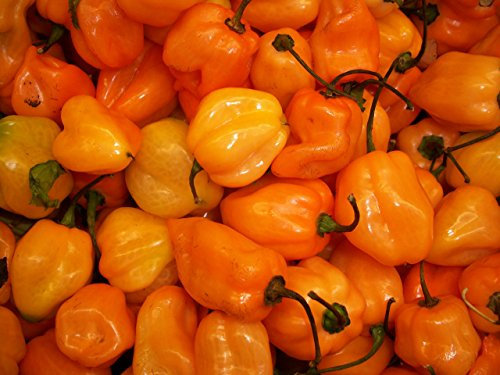 PEPERONCINO HABANERO ARANCIONE NR.25 SEMI