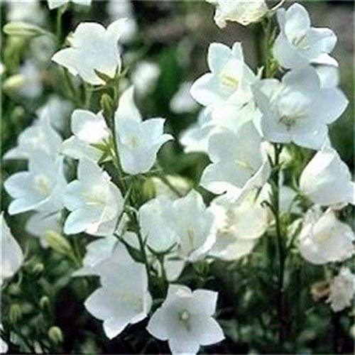 Semilla Campanula Peach-Leafed- Blanco 100 Semi Bogo 50% Rebaja