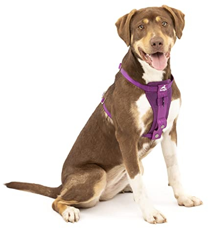 Kurgo Tru-Fit Autosicherheitsgeschirr für Hunde, Mit gepolstertem Brustteil und D-Ring, Autogurt, Größe M, Lila, ZOG30-17588
