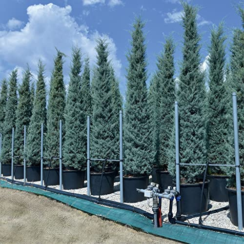 Cipresso Cupressus arizonica fastigiata pianta esemplare in mastello ø40 cm h. 3.5/4 metri Vivaio di Castelletto