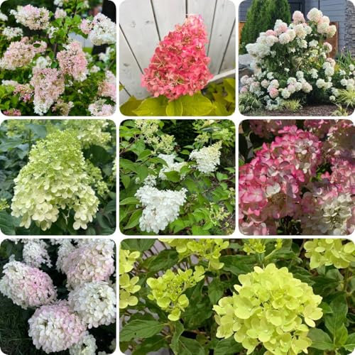 500 pcs Rispenhortensie Winterhart Samen - blumen gartenpflanzen Hydrangea Paniculata - exotische pflanzen geschenk garten ostergeschenk pflanzen balkon winterharte pflanzen bodendecker