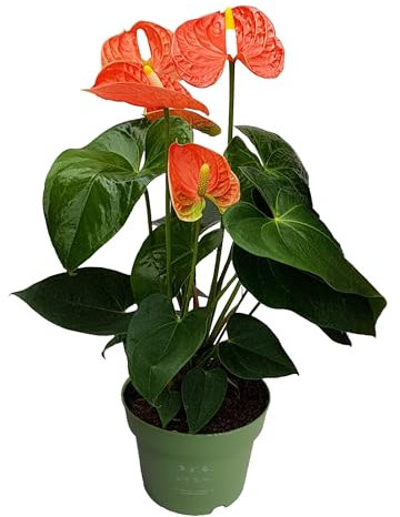 Plant in a Box - Langue de feu - Anthurium 'Madural Orange' - Hauteur 40-55cm - Pot 14cm - Plante d'intérieur fleurissante - Orange