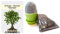 Seedeo Bonsai Anzuchtset Ginkgo (Ginkgo biloba)