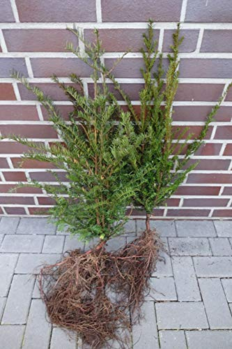 30 Eiben 50-80cm frisch vom Feld Wurzelware Gartenhecke Heckenpflanzen Immergrüne Pflanze Taxus baccata Eiben