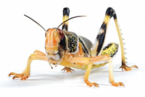 Essex Reptile Livefood - Large Locusts Bulk bag of 100 - Feeder Insects for Reptiles