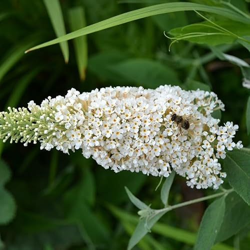 Sommerflieder White Profusion Schmetterlingsflieder Buddleja davidii, weiße Blüte, ca. 40-60 cm 3 Liter Topfballen