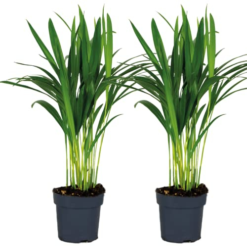 2x Dypsis lutescens - Palmera areca - Planta de interior - Bajo mantenimiento - ⌀12 cm - 20-25 cm