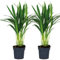 Palme d'oro, palma Areca, Dypsis in set da 2, pianta da interni in vaso da giardinaggio, diametro 12 cm, 45 cm