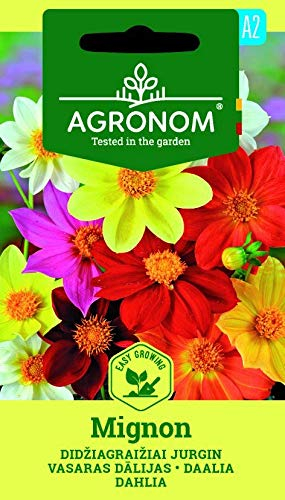 AGRONOM | DAHLIA MIGNON des graines | Graines de fleurs | 1 Paquet