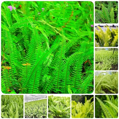 65 pcs schwertfarn hängend samen geschenke für gartenliebhaber Nephrolepis exaltata, winterfeste pflanzen für kübel wilder wein winterhart nachhaltige geschenke für frauen deko pflanzen