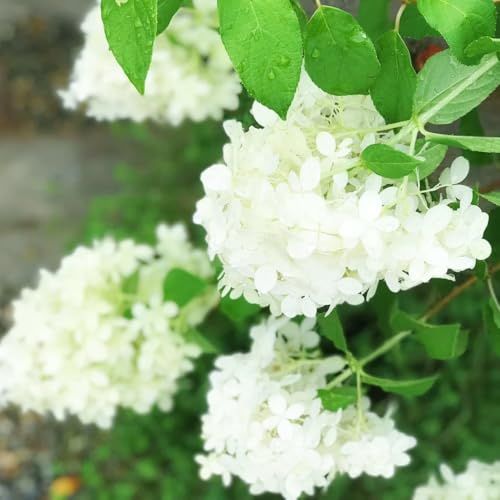 semi di ortensia a pannocchia - varietà tradizionali da interno rampicanti da giardino balcone resistenti raro giardino roccioso rampicanti 35pcs