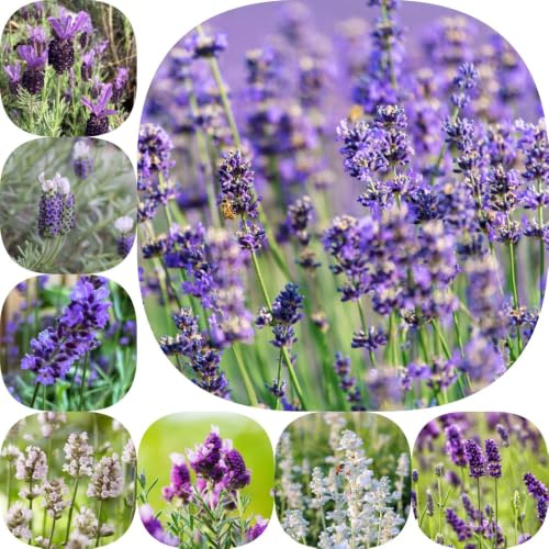 Semillas de lavanda - semillas de jardín raras mariposas jardín rocas balcón lugares soleados primavera en decoración 650pcs