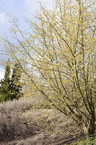 Cornus mas 60–100 cm – Winterhart, Mehrjährig, Pflegeleicht – Kornelkirsche – Heckenpflanze für Garten & Sichtsschutz