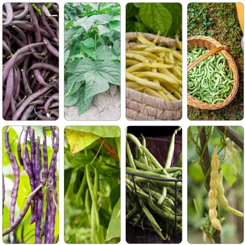 frijol de enrame verdes semillas de frijoles perennes resistentes semillas de jardín invierno interior 60pcs