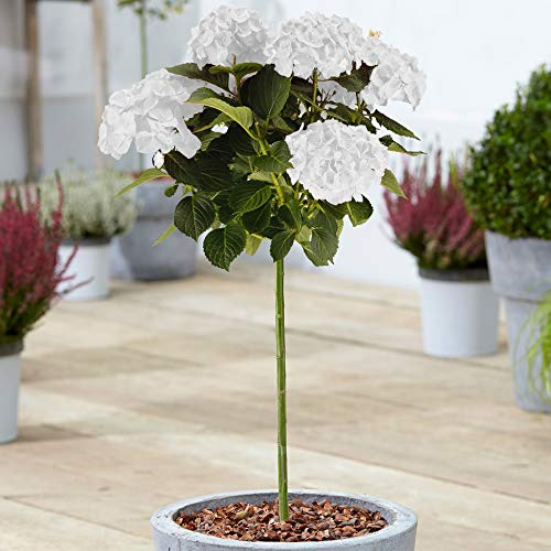 Hydrangea Macrophylla Tree Collection | Lollipop-Bäume für kleine Gärten