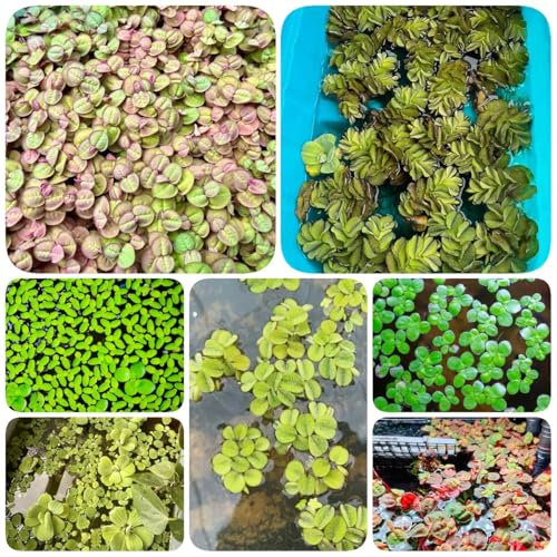 1000 pcs Wasserlinsen Teich Samen - wasserpflanzen aquarium teichpflanzen winterhart Wasserlinsen - Lemna minor - kräuterlinge pflanzensamen heilkräuter samen geschenk garten dekoration